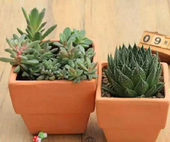 养多肉植物 花盆应该怎么选?
