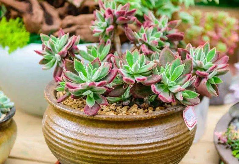 多肉缺水有征兆 从这3个方面就可以判断