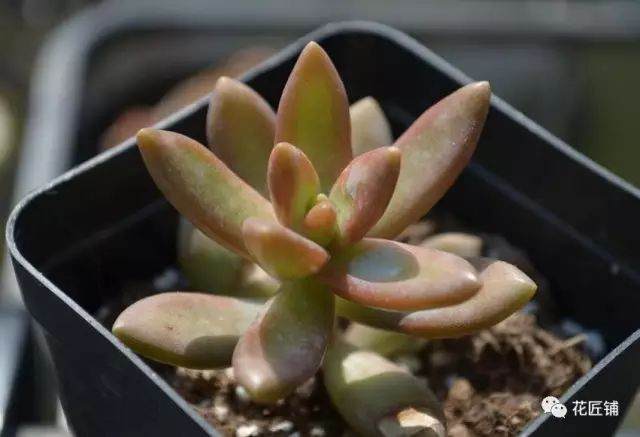 多肉植物怎么养才漂亮?