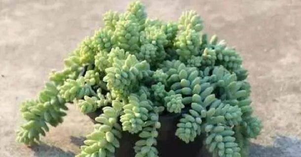 分享一下新玉缀多肉养护的注意要点