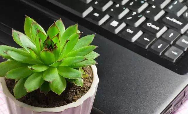 观音莲多肉的养殖方法