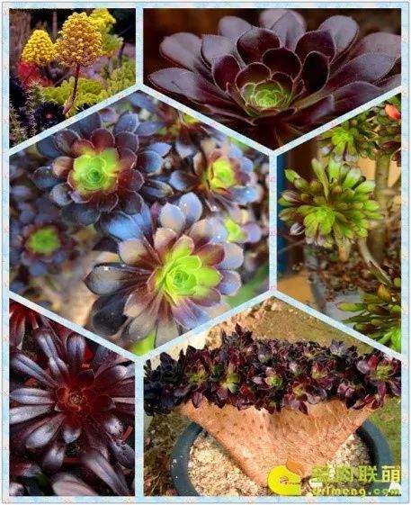 黑法师这种多肉是入坑级的 好好养即可