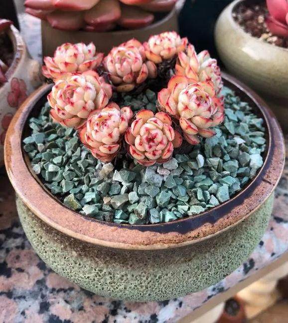 冬季养多肉 做好这3点 叶子更容易上色