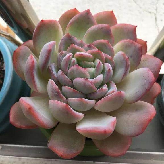 冬季养多肉 做好这3点 叶子更容易上色