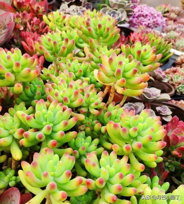 养多肉 土里加2料 不烂根 不黑腐 蹭蹭长满盆