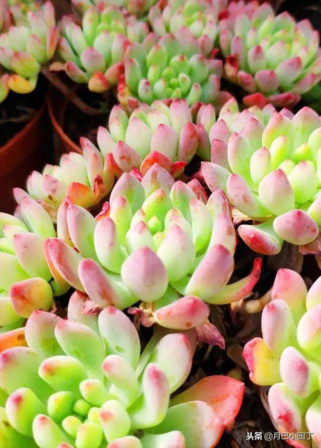 养多肉 土里加2料 不烂根 不黑腐 蹭蹭长满盆