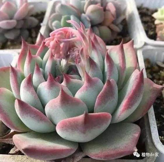 如何防治多肉植物叶片在低温下化水?