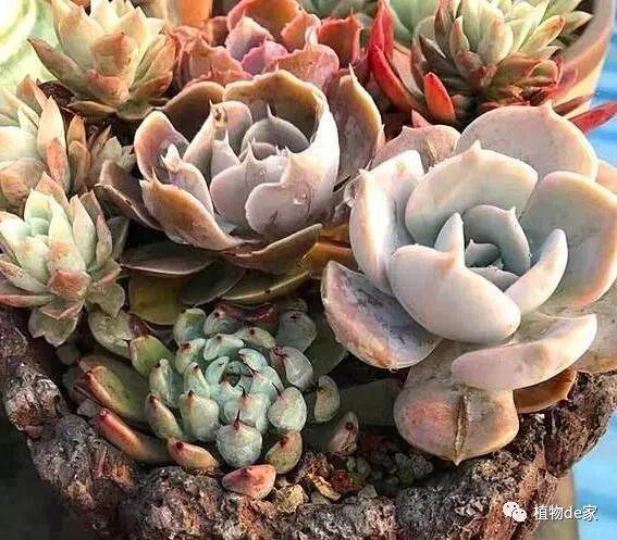最容易养活的多肉品种都有哪些?