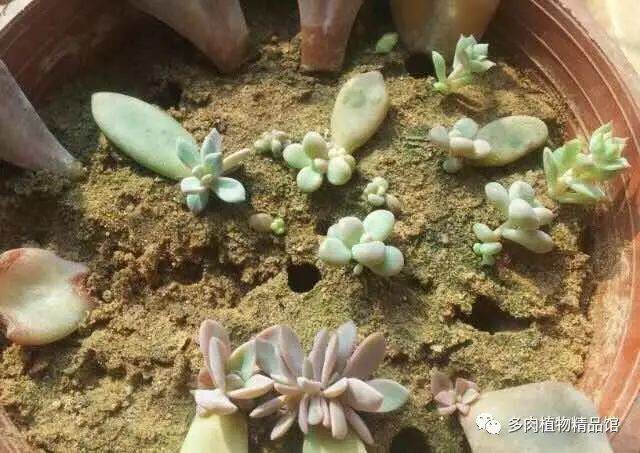 关于纯沙子种植多肉和用沙子发根的一些经验