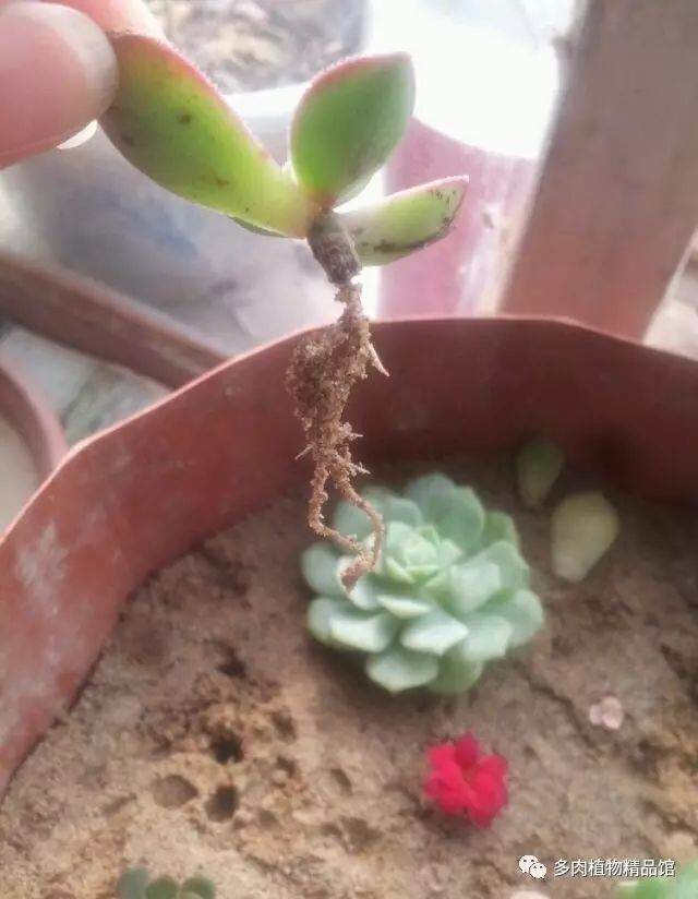 关于纯沙子种植多肉和用沙子发根的一些经验