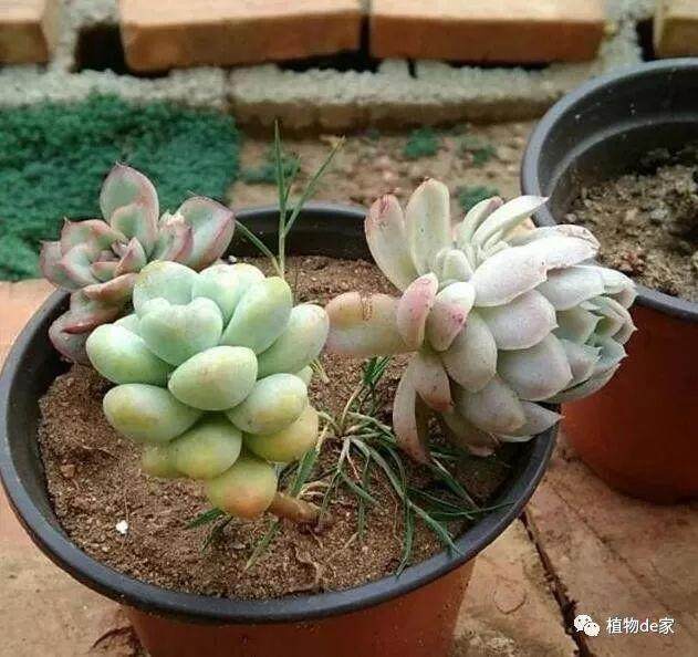 到底要不要修根后再用多菌灵浸泡多肉植物