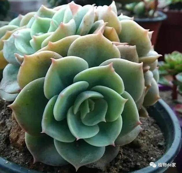 到底要不要修根后再用多菌灵浸泡多肉植物