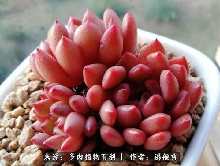 分享四个月多肉蜕变的养护心得!