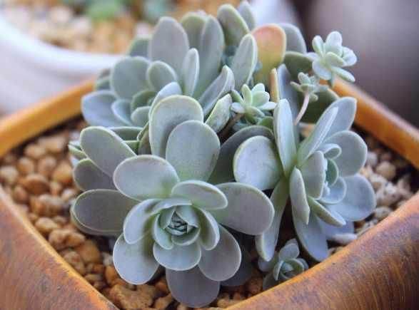 养护达摩福娘多肉最艰难的就是夏季