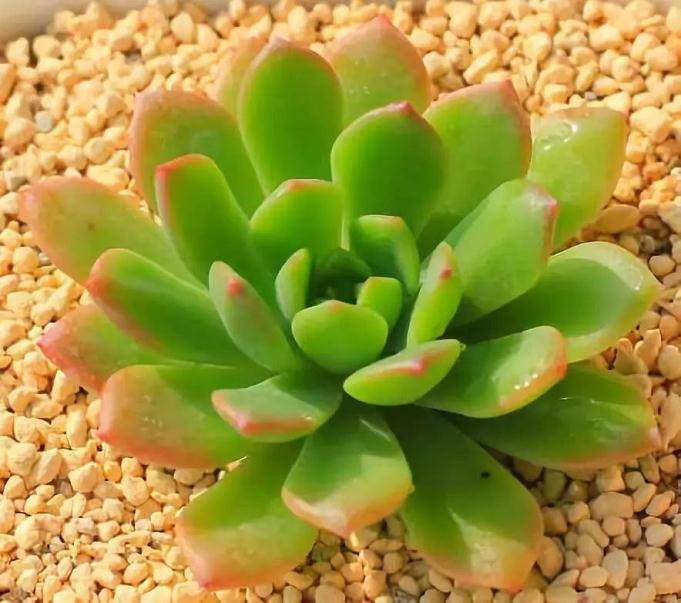 新手小白不要慌 便宜好养的多肉在这