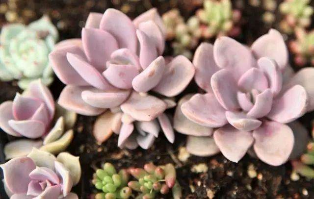 没有露天条件 多肉植物在室内怎么养