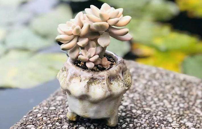 平顶山市盆景园首届多肉植物微景观展