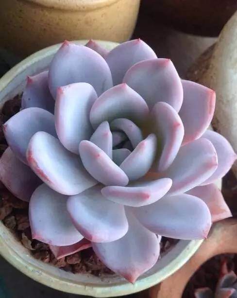 多肉出现以下几种情况 就说明需要换盆了！