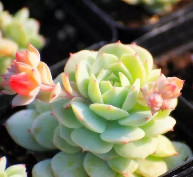 多肉出现以下几种情况 就说明需要换盆了！