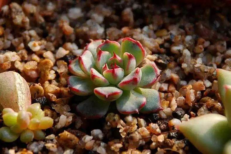 多肉不服盆?原来是这些原因