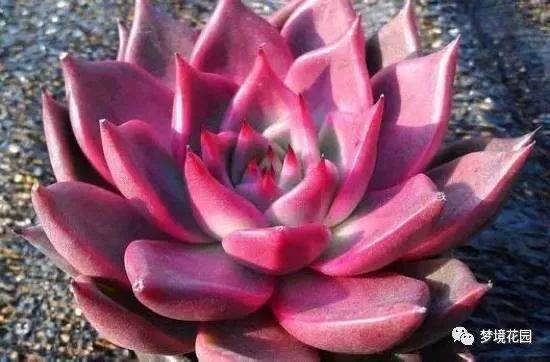 多肉都是小家碧玉型的吗?