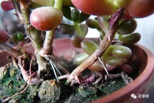 多肉老是长气根?找准原因再下手