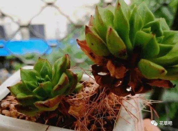 多肉老是长气根 找准原因再下手
