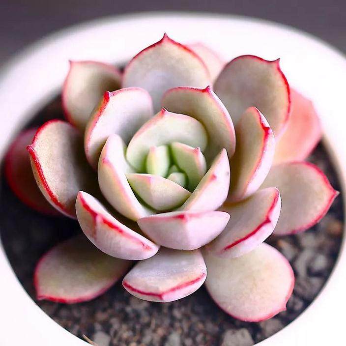 多肉植物要怎么洗根 才最好 图片