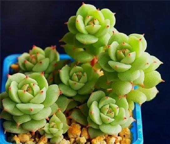 多肉植物要怎么洗根?才最好