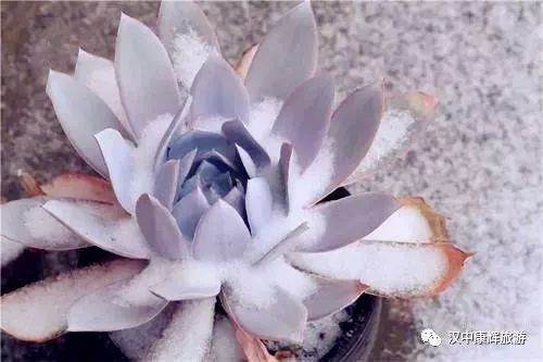多肉植物怎么越冬的10个注意事项