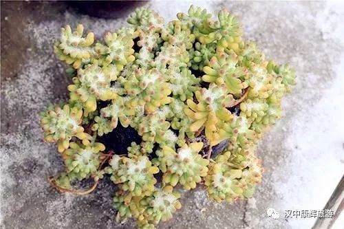 多肉植物怎么越冬的10个注意事项