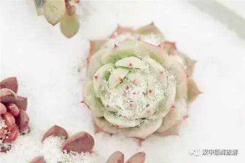 多肉植物越冬的10个注意事项