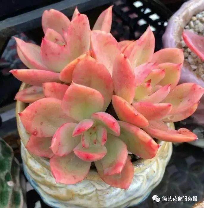 冻死宝宝了,多肉怎么安然过冬?