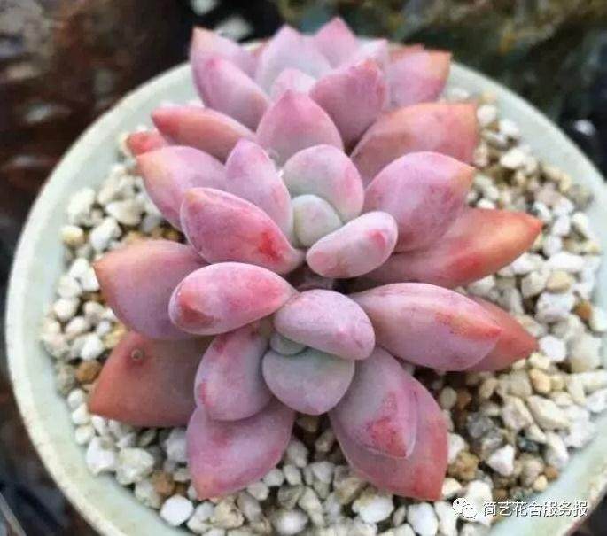 寒冬降临的时候 到底该拿多肉怎么办?