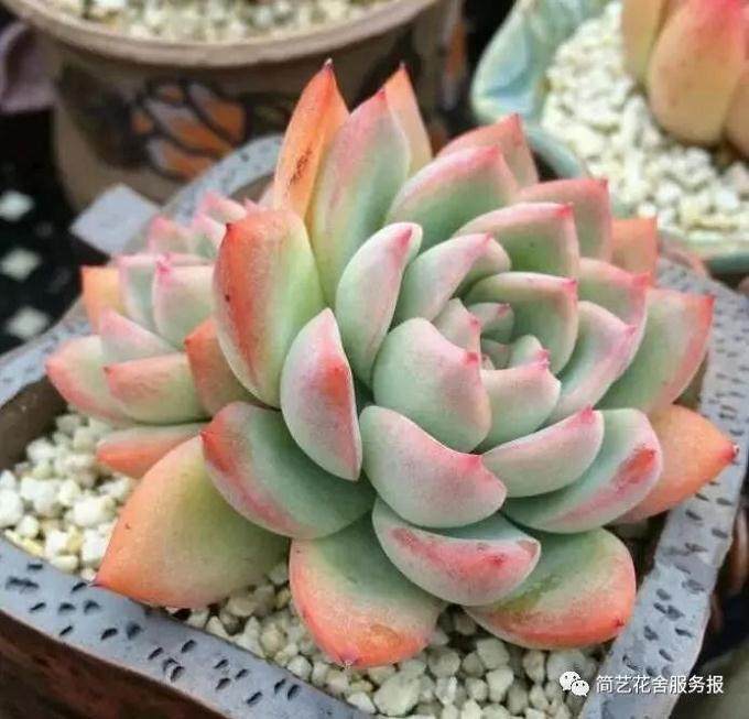 如果南方降温 你的多肉真的活得下去？
