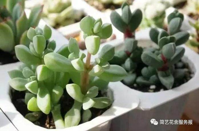 多肉植物的冬季日照