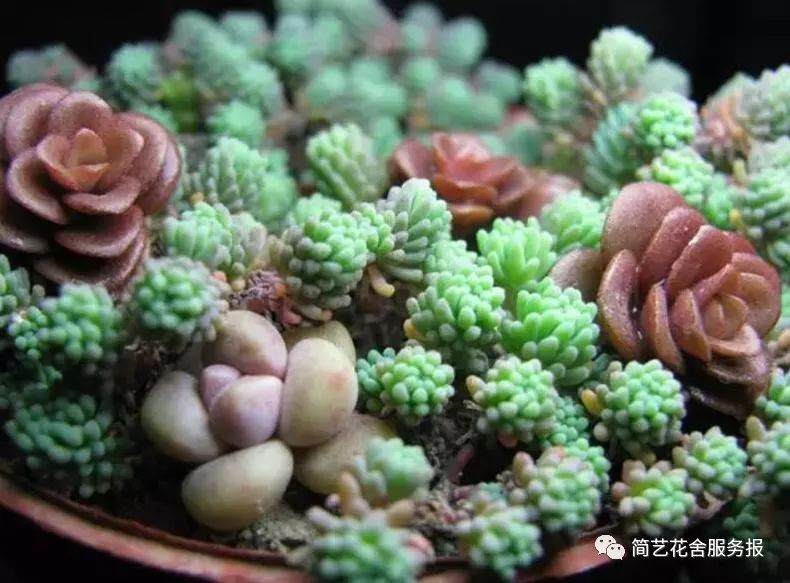 多肉植物过冬的小窍门