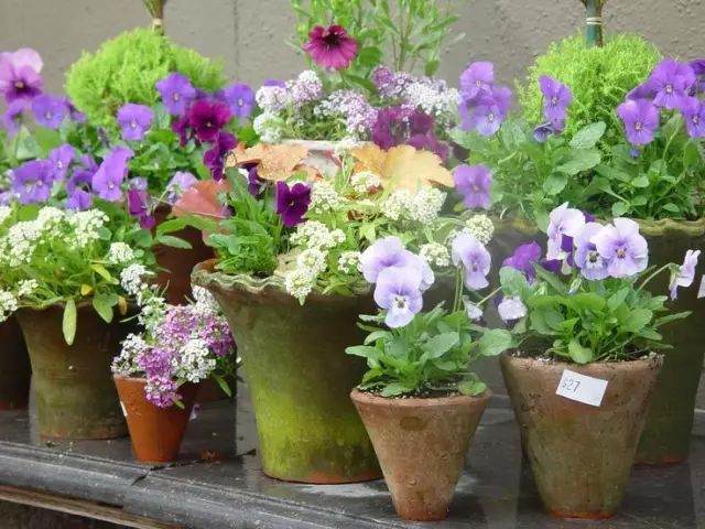 盆栽植物浇水最重要的4个原则