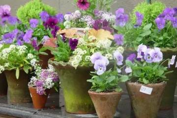 盆栽植物浇水最重要的4个原则 图片