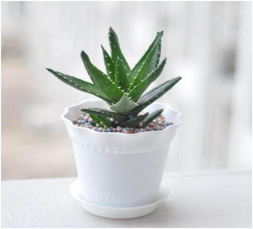 如何种植芦荟盆栽?