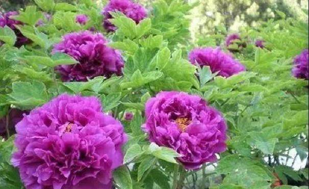 养殖牡丹花盆栽的注意事项