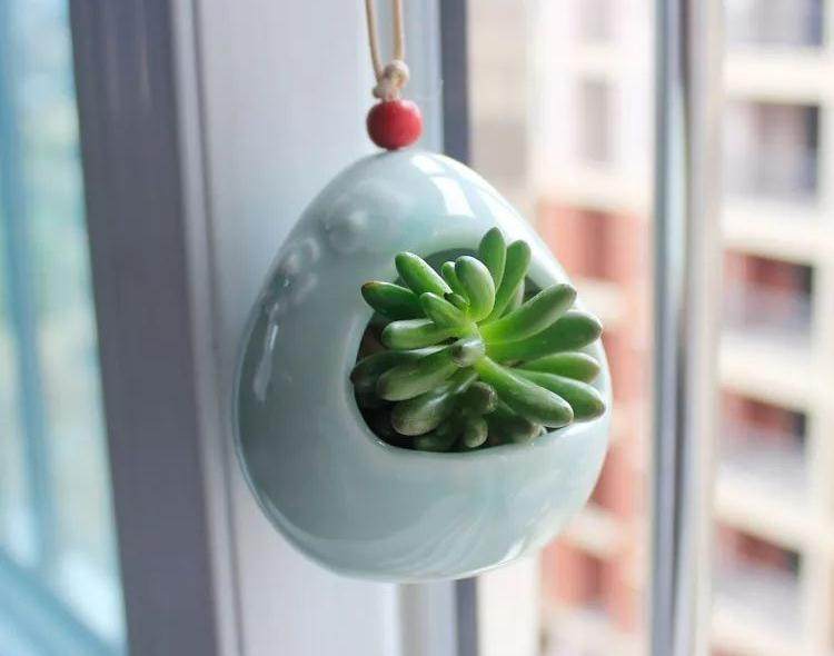 新买的盆栽花卉不知如何养护?