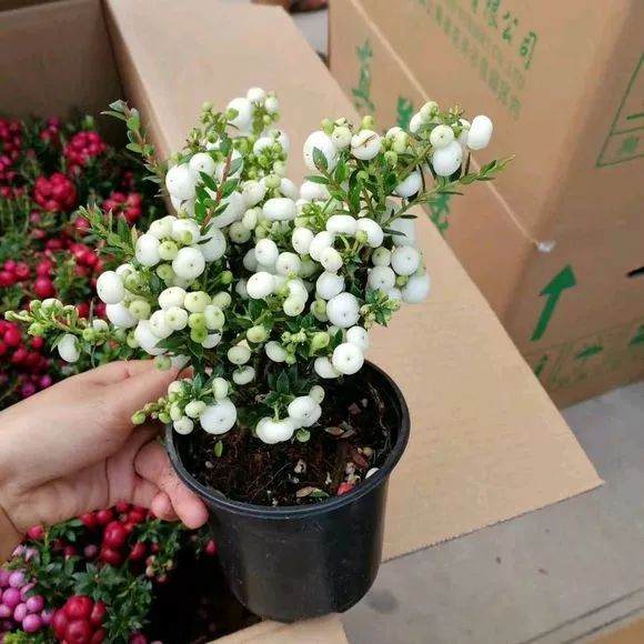 我们买回丽果木盆栽 刚开始养不用换土