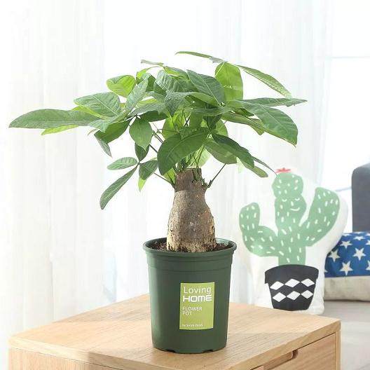  发财树叶子盆栽发黄怎么办？