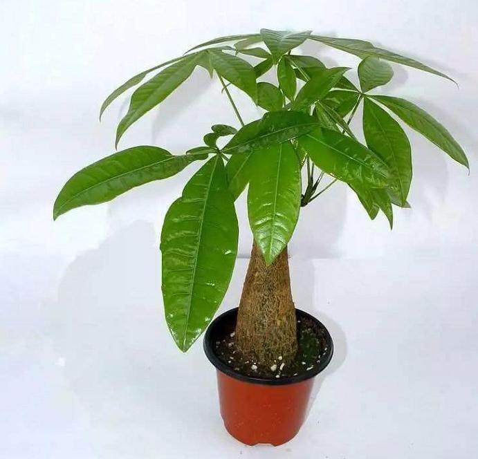 立冬以后 - 发财树盆栽养护小技巧!