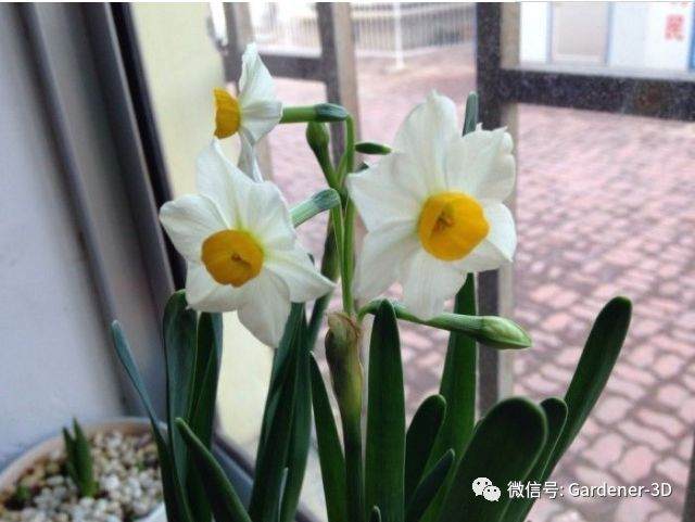 这8种盆栽花卉冬天也开花 放阳台上养最合适了!