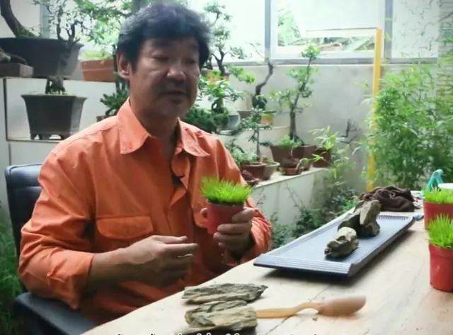 图解 老楼怎么制作菖蒲盆景的7个过程