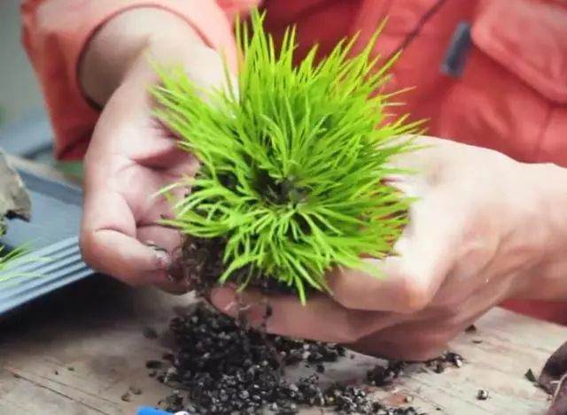 图解 老楼怎么制作菖蒲盆景的7个过程