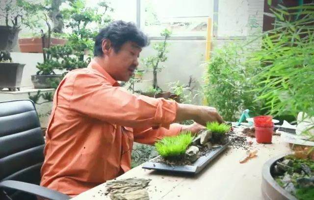 图解 老楼怎么制作菖蒲盆景的7个过程