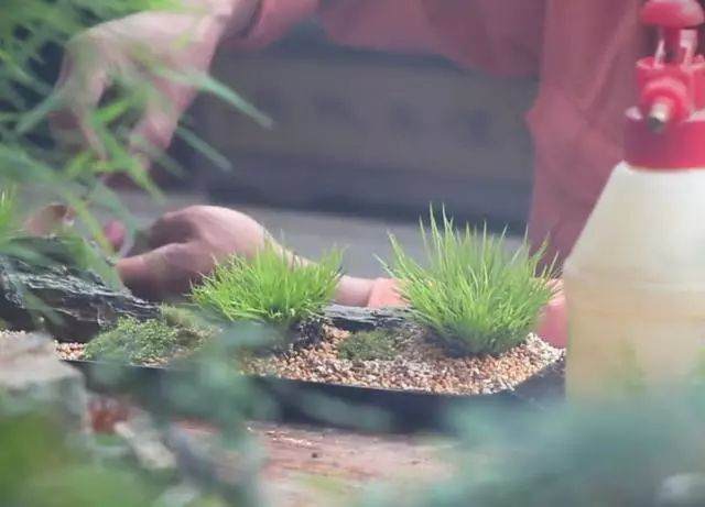 图解 老楼怎么制作菖蒲盆景的7个过程